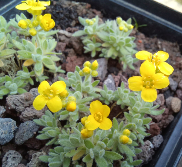 Draba cappadocica, Foto vom 23.3. (© Spender 55)