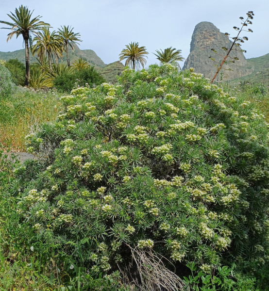 Echium aculeatum, Foto vom 5.3. (© Spender 55)