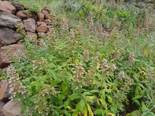 Echium strictum, Foto vom 1.3. auf La Gomera (© Spender 55)