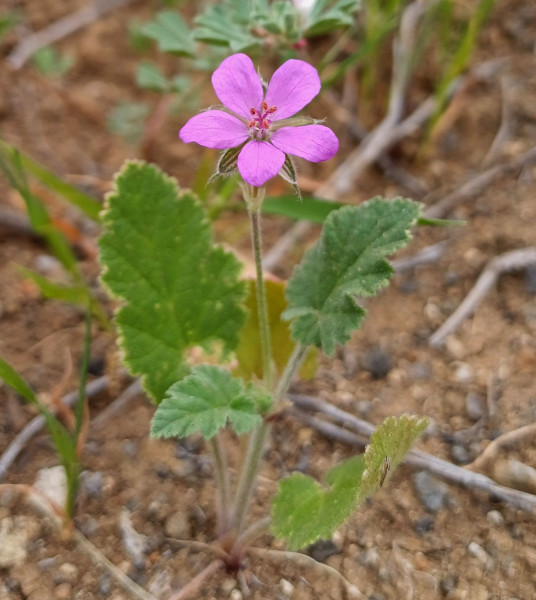 Erodium malacoides, Foto vom 3.3. auf La Gomera (© Spender 55)