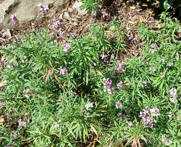 Erysimum virescens, Foto vom 26.2. auf La Gomera (© Spender 55)