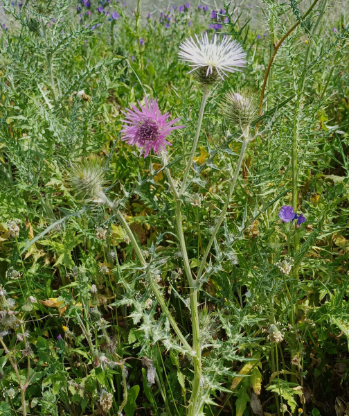 Galactites tomentosus, Foto vom 7.4. (© Spender 55)