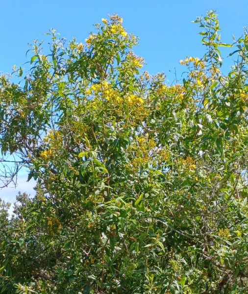 Hypericum grandifolium, Foto vom 3.3. auf La Gomera (© Spender 55)