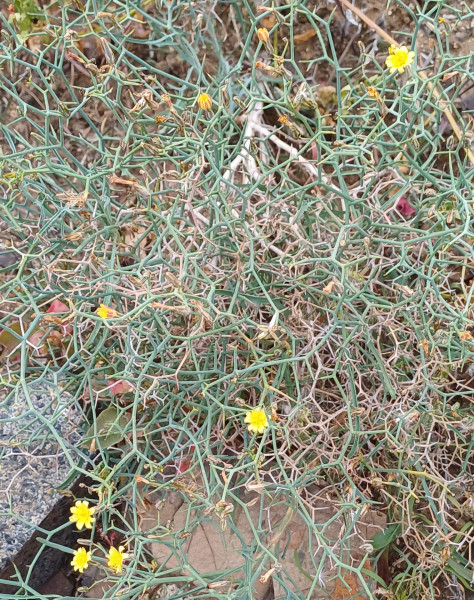 Launaea arborescens, Foto vom 5.3. auf La Gomera (© Spender 55)