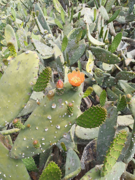 Opuntia ficus-indica, Foto vom 26.2. auf La Gomera (© Spender 55)