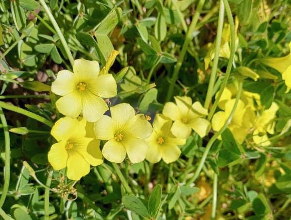 Oxalis pes-caprae, Foto vom 23.2. auf La Gomera (© Spender 55)