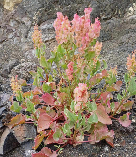Rumex vesicarius, Foto vom 1.3. auf La Gomera (© Spender 55)
