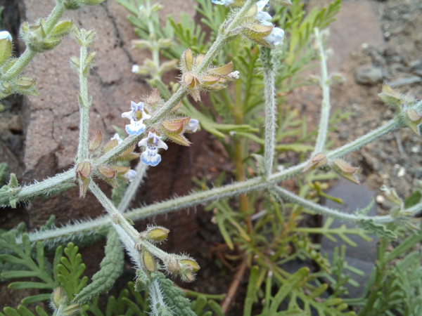 Salvia spinosa, Foto am 2.3. auf La Gomera (© Spender 55)