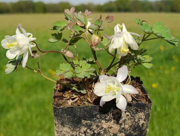 Aquilegia laramiensis, Foto vom 17.4. (© Spender 55)