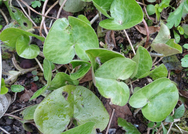 Asarum europaeum, Foto vom 3.4. (© Spender 55)