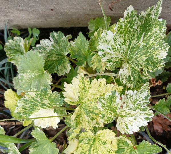 Asimitellaria japonica variegata, Foto vom 17.4 (© Spender 55)