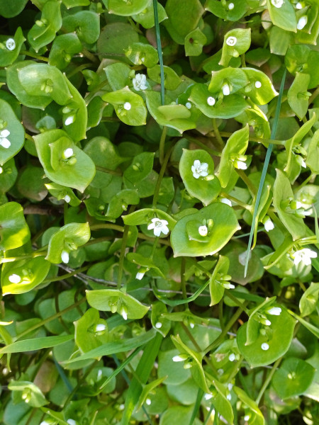 Claytonia perfoliata, Foto vom 9.4. (© Spender 55)