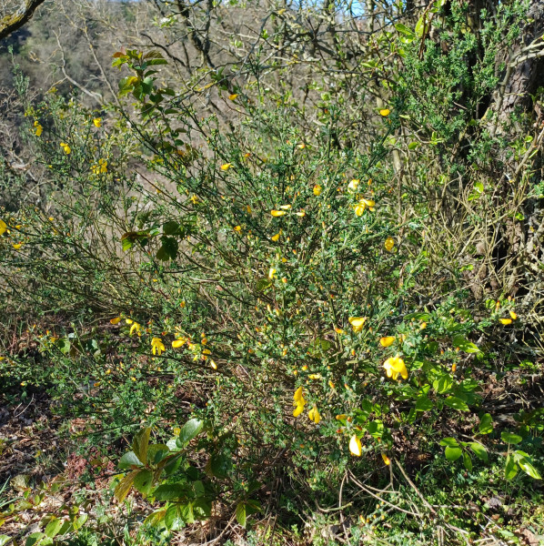 Cytisus scoparius, Foto vom 9.4. (© Spender 55)