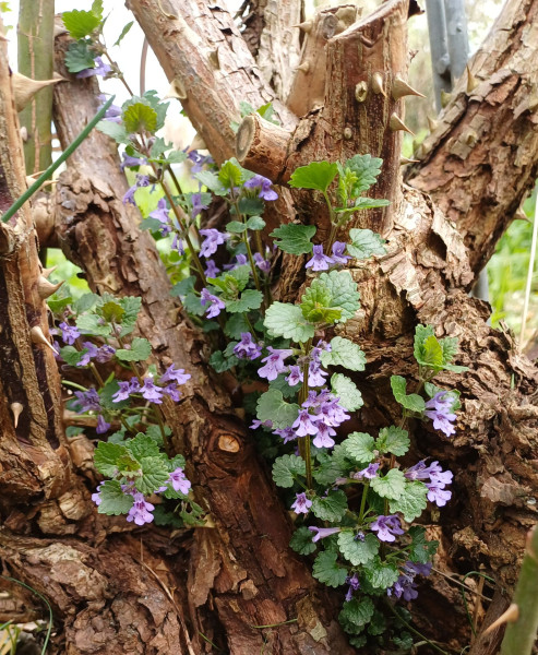 Glechoma hederacea , Foto vom 9.4. (© Spender 55)