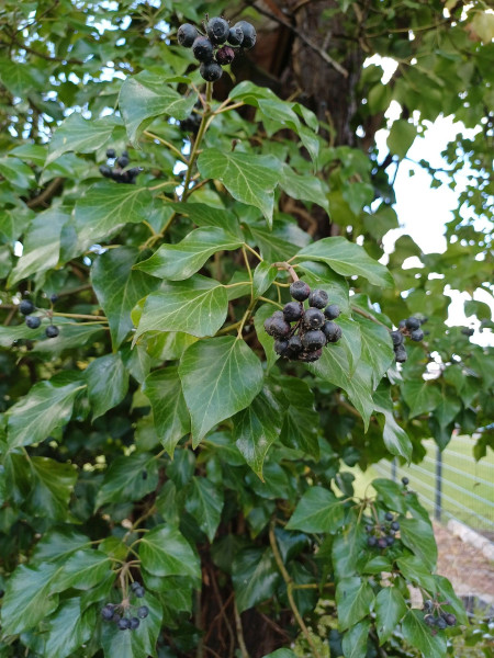 Hedera helix, Foto vom 3.4. (© Spender 55)