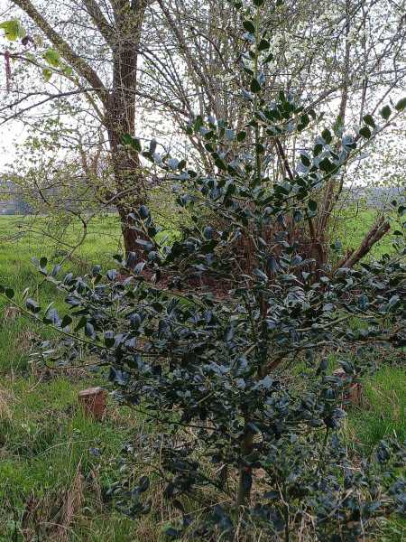 Ilex aquifolium, Foto vom 4.4. (© Spender 55)