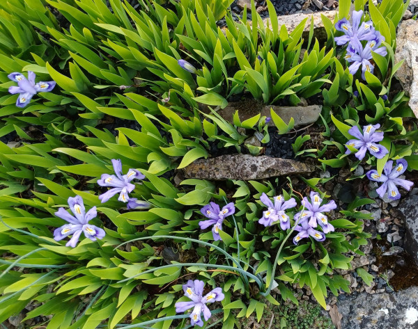 Iris lacustris, Foto vom 15.4. (© Spender 55)
