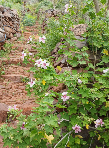 Malva acerifolia, Foto vom 1.3. auf La Gomera (© Spender 55)