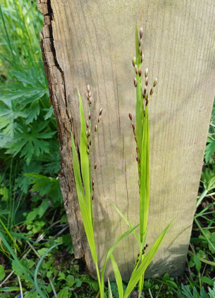 Melica uniflora, Foto vom 16.4. (© Spender 55)