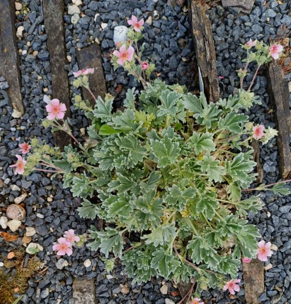 Potentilla porphyrantha, Foto vom 20.4. (© Spender 55)