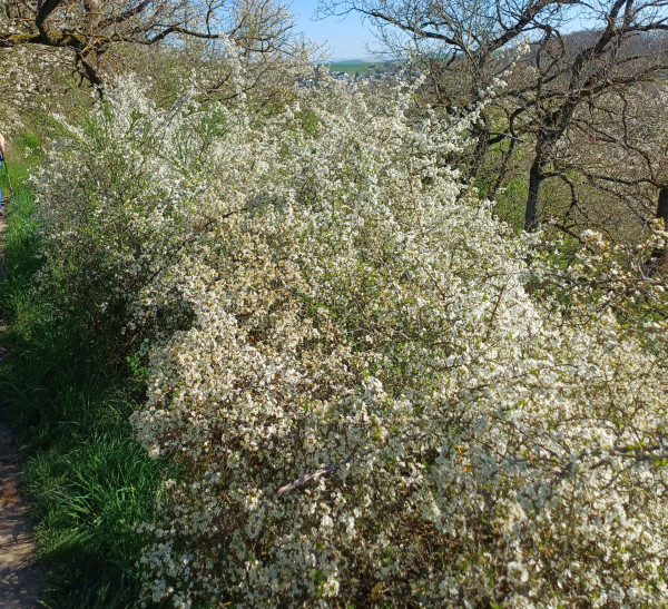 Prunus spinosa, Foto vom 9.4. (© Spender 55)
