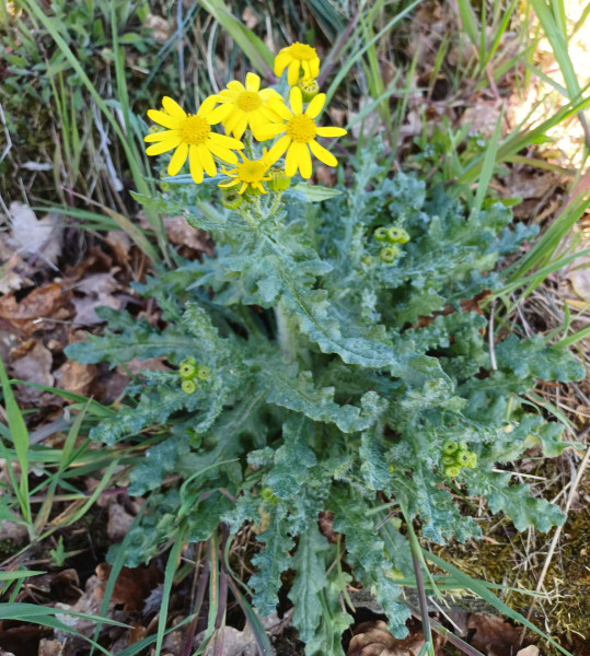 Senecio vernalis, Foto vom 9.4. (© Spender 55)