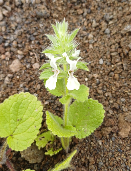 Stachys ocymastrum, Foto vom 2.3. auf La Gomera (© Spender 55)