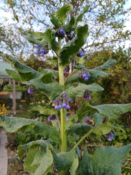 Symphytum caucasicum, Foto vom 15.4. (© Spender 55)