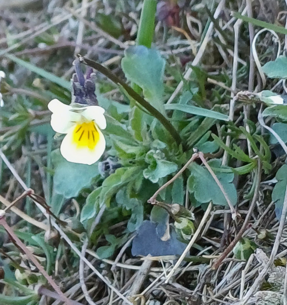 Viola arvensis, Foto vom 9.4. (© Spender 55)