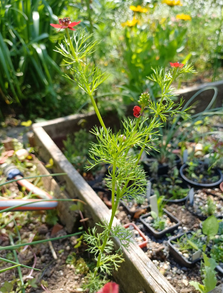 Adonis annua, Foto vom 27.5. (© Spender 55)