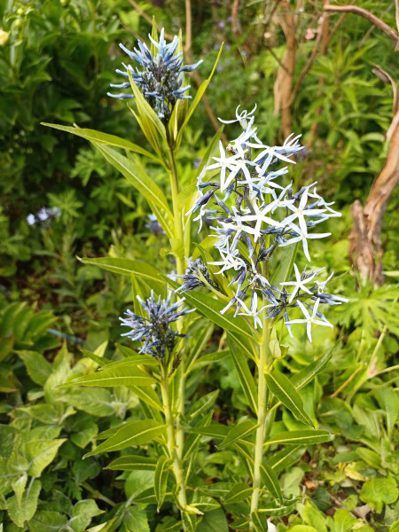 Amsonia tabernaemontana, Foto vom 16.5. (© Spender 55)