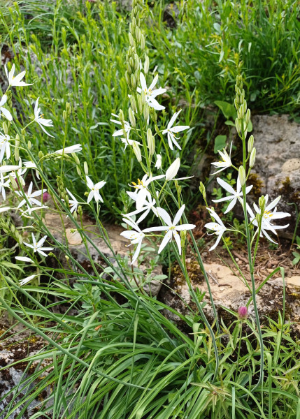 Anthericum ramosum, Foto vom 10.5. (© Spender 55)