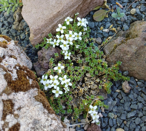Arenaria tetraquetra, Foto vom 1.5. (© Spender 55)