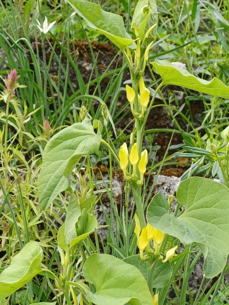 Aristolochia clematitis, Foto vom 8.5. (© Spender 55)