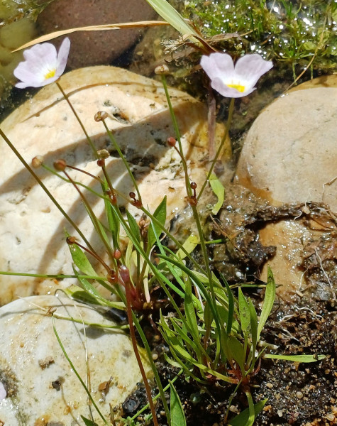 Baldellia ranunculoides, Foto vom 28.5. (© Spender 55)
