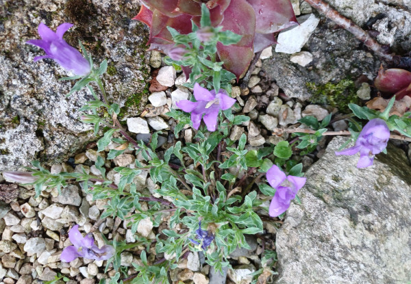 Campanula orphanidea, Foto vom 17.5. (© Spender 55)