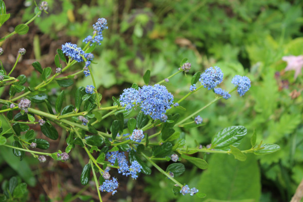 Ceanothus impressus `Victoria´, Foto vom 17.5. (© Spender 55)