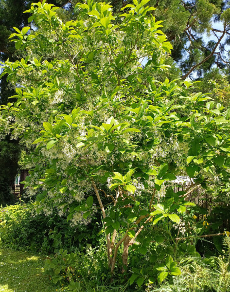 Chionanthus virginicus, Foto vom 22.5. (© Spender 55)