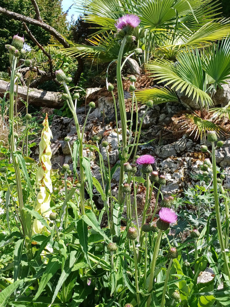 Cirsium helenioides, Foto vom 20.5. (© Spender 55)