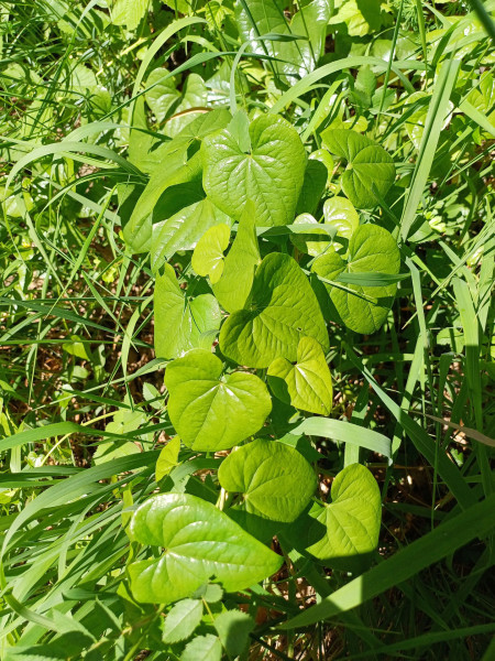 Dioscorea communis, Foto vom 24.5. (© Spender 55)