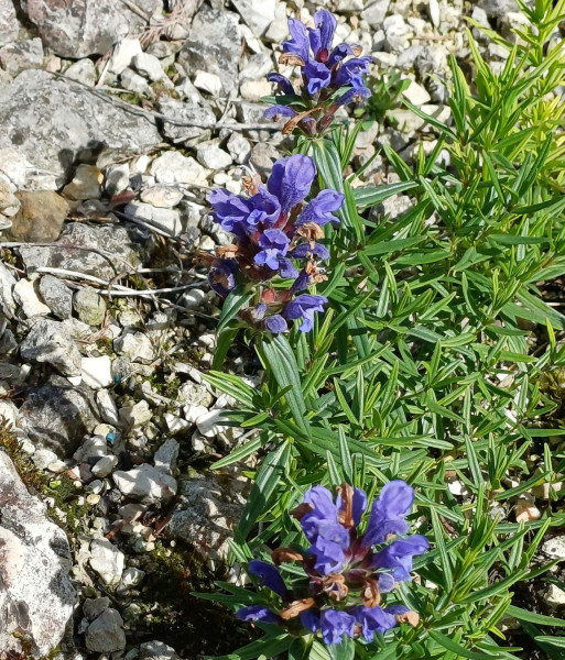 Dracocephalum ruyschiana, Foto vom 21.5. (© Spender 55)
