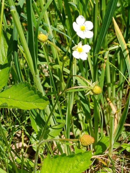 Fragaria vesca, Foto vom 24.5. (© Spender 55)