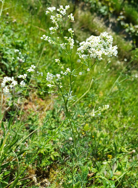 Galium glaucum, Foto vom 23.5. (© Spender 55)