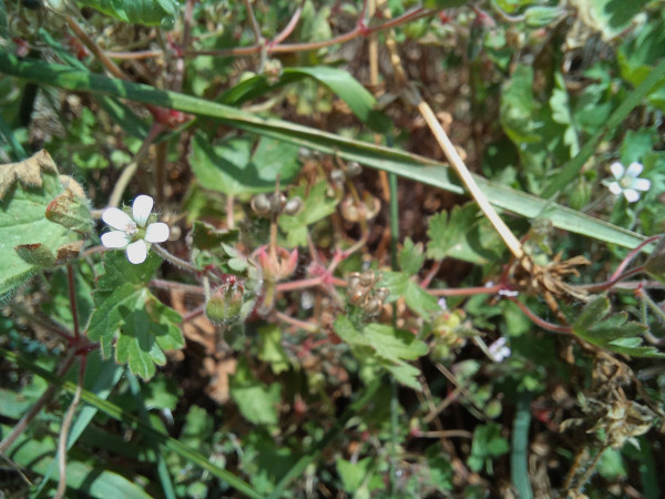 Geranium rotundifolium, Foto vom 23.5. (© Spender 55)