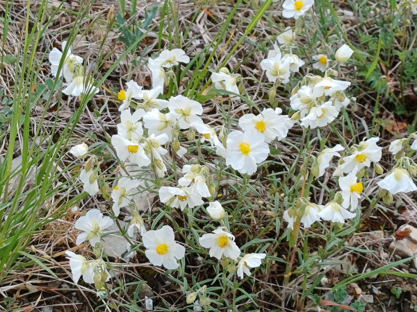 Helianthemum apenninum, Foto vom 8.5. (© Spender 55)