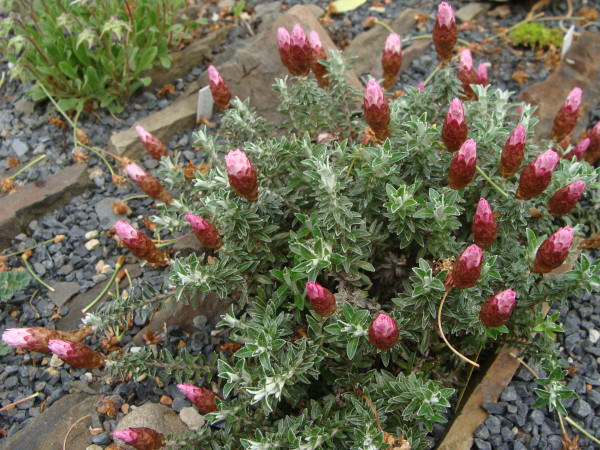 Helichrysum retortoides, Foto vom 18.5. (© Spender 55)