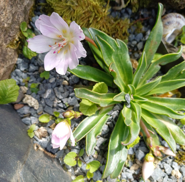 Lewisia longipetala, Foto vom 16.5. (© Spender 55)