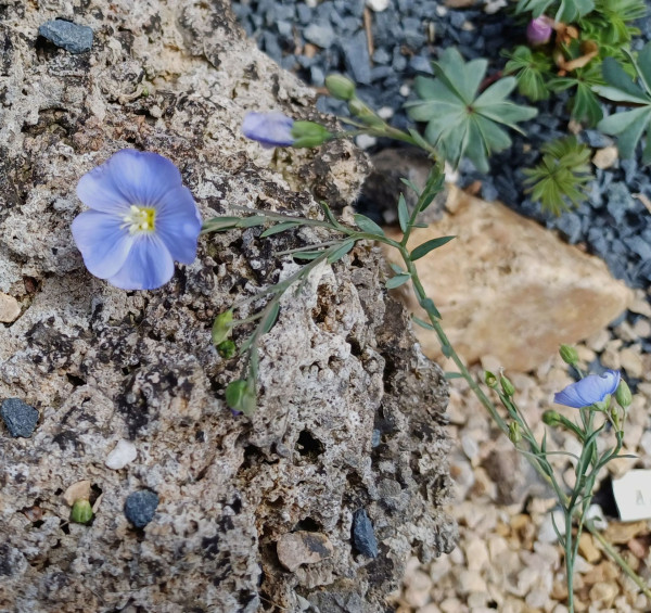Linum austriacum, Foto vom 17.5. (© Spender 55)