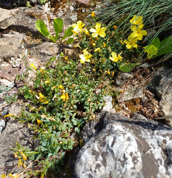 Linum campanulatum, Foto vom 22.5. (© Spender 55)