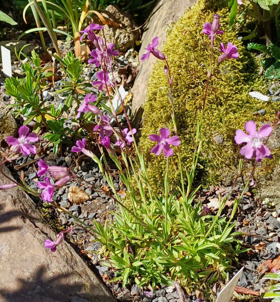Lychnis preslii, Foto vom 30.4. (© Spender 55)